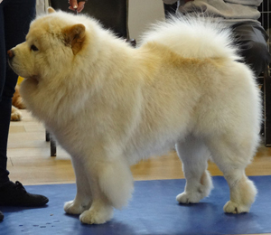 National Chow Chow Club
