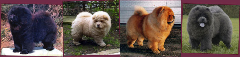National Chow Chow Club