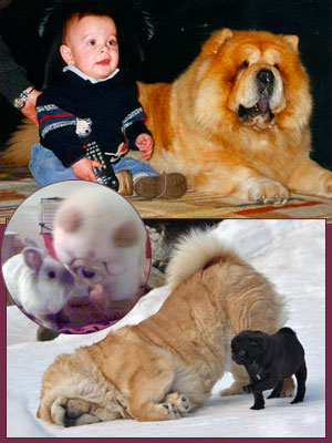 National Chow Chow Club