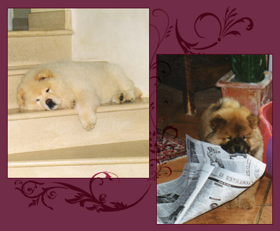 National Chow Chow Club