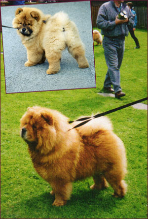 National Chow Chow Club