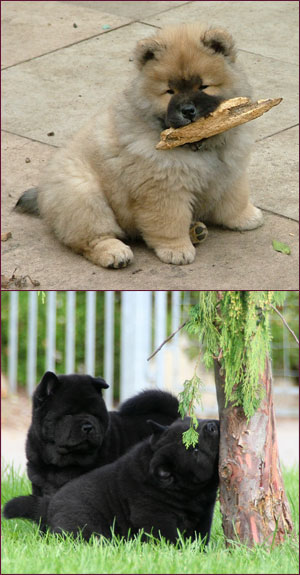 National Chow Chow Club