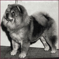 National Chow Chow Club
