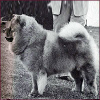 National Chow Chow Club