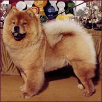 National Chow Chow Club