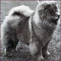 National Chow Chow Club