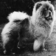 National Chow Chow Club