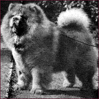 National Chow Chow Club