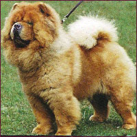 National Chow Chow Club