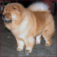 National Chow Chow Club