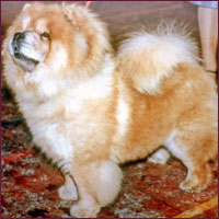 National Chow Chow Club