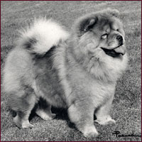 National Chow Chow Club