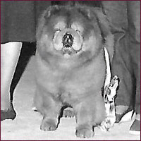 National Chow Chow Club