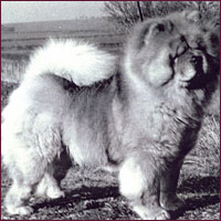 National Chow Chow Club
