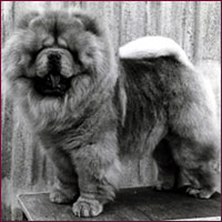 National Chow Chow Club