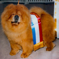 National Chow Chow Club