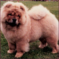 National Chow Chow Club