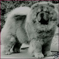 National Chow Chow Club