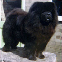 National Chow Chow Club
