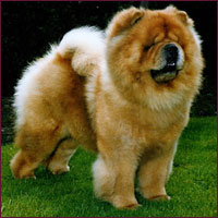 National Chow Chow Club