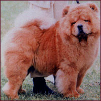National Chow Chow Club