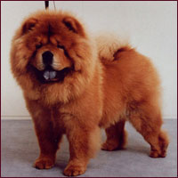 National Chow Chow Club