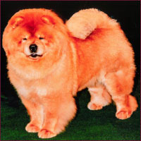 National Chow Chow Club