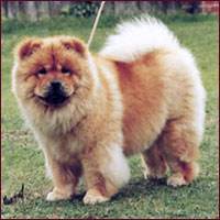 National Chow Chow Club