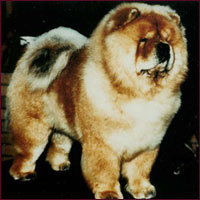 National Chow Chow Club