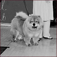 National Chow Chow Club