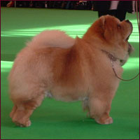 National Chow Chow Club