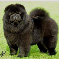 National Chow Chow Club