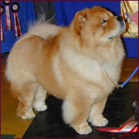 National Chow Chow Club