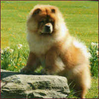 National Chow Chow Club