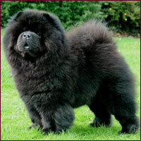 National Chow Chow Club