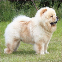 National Chow Chow Club