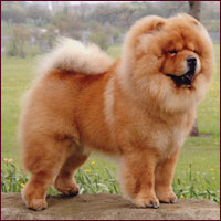 National Chow Chow Club