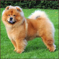 National Chow Chow Club