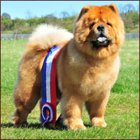 National Chow Chow Club