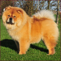 National Chow Chow Club