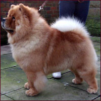 National Chow Chow Club