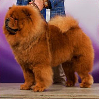 National Chow Chow Club