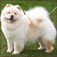 National Chow Chow Club