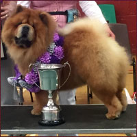 National Chow Chow Club