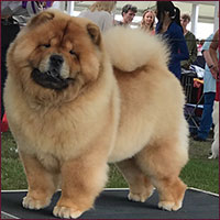 National Chow Chow Club