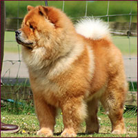 National Chow Chow Club