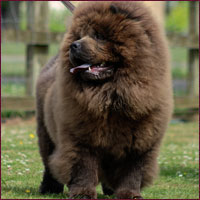 National Chow Chow Club