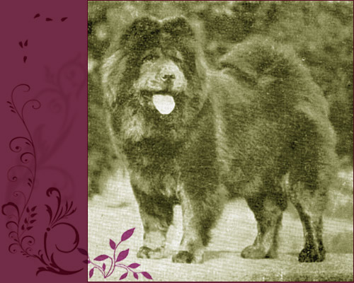 National Chow Chow Club