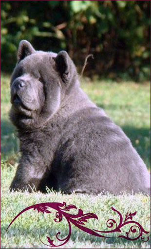 National Chow Chow Club