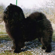 The Chow Chow Club